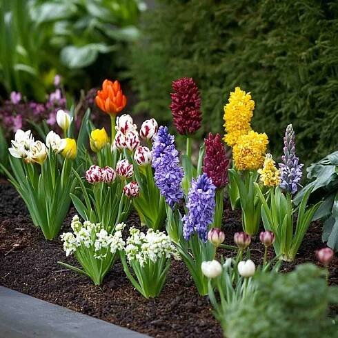 Layered Bulb Planting (Lasagna Method)