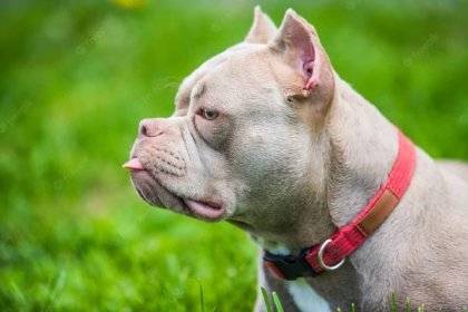 What are Lilac French Bulldogs? A Rare Frenchie Variant