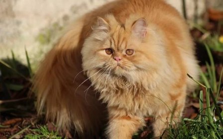 Perská kočka (99 fotografií): jak vypadá perská kočka a jaký je její charakter? Krmivo pro koťata, popis černých, šedých a modrých perských koček