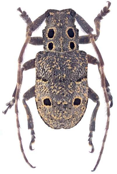 Mesosa curculionoides