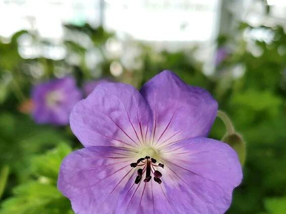 Rozanne Cranesbill Geranium