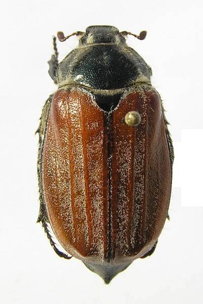 Obrázek - Melolontha hippocastani var. nigripes (chroust maďalový) | BioLib.cz