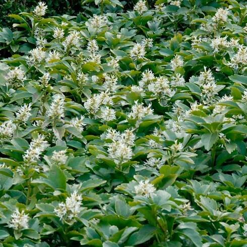 Stauden - Dickmännchen - Pachysandra terminalis
