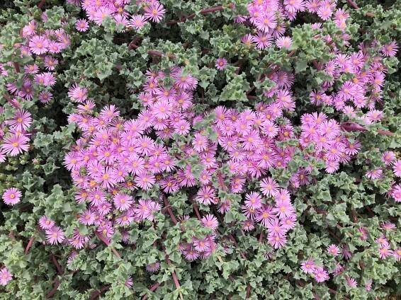 Oscularia