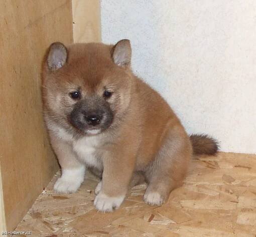 Shiba-inu štěňata s papíry k prodeji