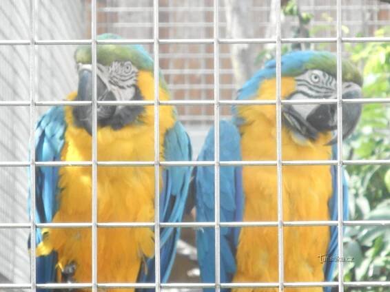 BOŠOVICE-PAPOUŠČÍ ZOO