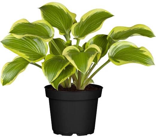 OBI Bohyška průměr květináče cca 19 cm Hosta nakoupit u OBI