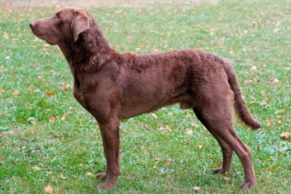 Learn About the Tenacious and Loyal Chesapeake Bay Retriever