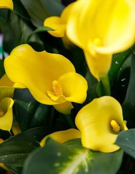 Decorum | Calla Zantedeschia catalogus 2024 | Vreugdenhil Bulbs & Plants by Vreugdenhil Bulbs & Plants - Issuu