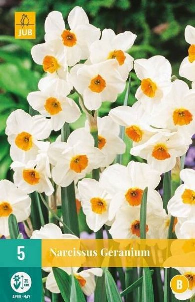 Narcis taceta Geranium (5 cibulí, mnohokvětý, oranžovo-bílý)
