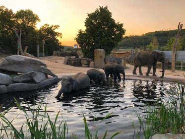 Sloni v Zoo Praha začali trávit noci ve venkovních výbězích