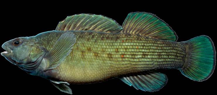 Darters — Conservation Fisheries