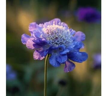 hlavac japonsky blue note detail modrofialoveho kvetu