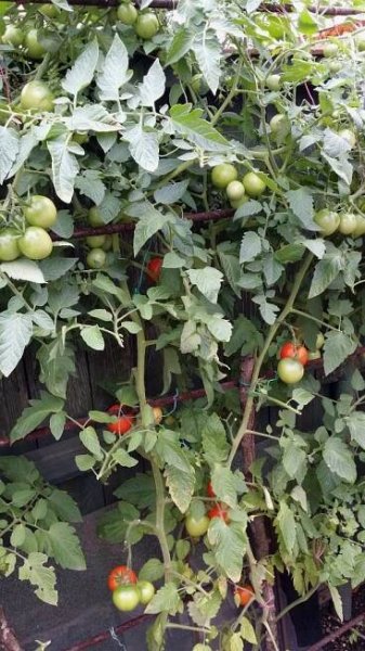 Tak vypadá rajče na konci vegetační sezony. Dole osychají listy, nahoře jsou ještě zelené. A plody dozrávají nerovnoměrně.