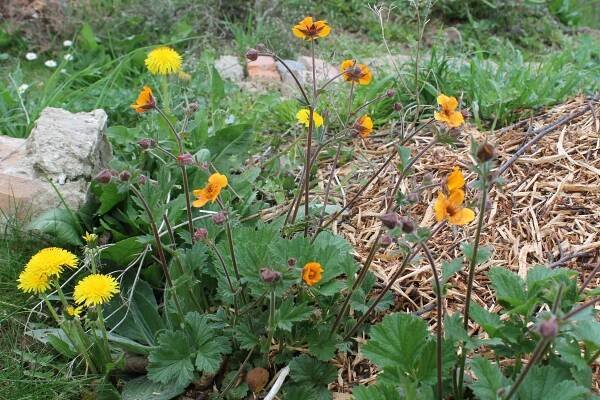 Geum × heldreichii – Wikipedie