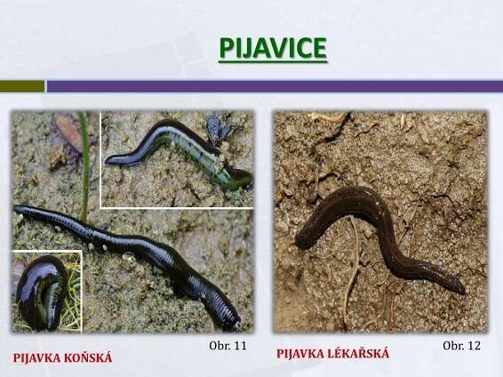 PPT - KROUŽKOVCI PowerPoint Presentation, free download - ID:6289066