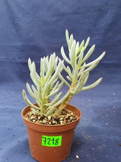Senecio serpens 7218p – PS6262R