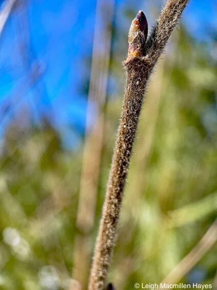 Lichens | wondermyway