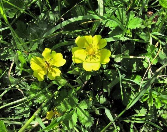 Mochna plazivá (Potentilla reptans)