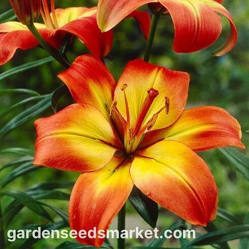 Lilium, Lily Linda - cibule / hlíza / kořen - Lilium Asiatic Linda