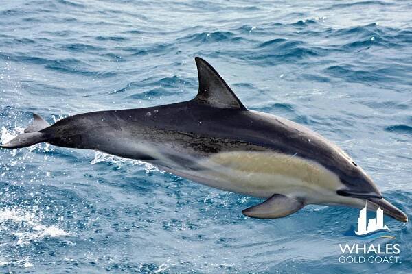 Photo Gallery - Whales Gold Coast