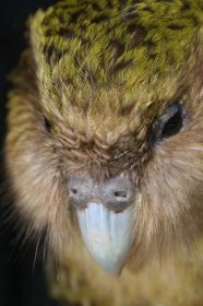 Fascinující lahůdky pro děti o Kakapo