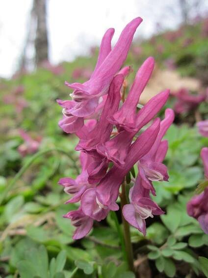 Soubor:20130406Corydalis solida3.jpg
