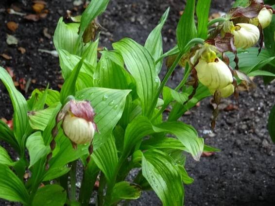 Cypripedium (Střevíčník) - eshop, prodej, semena, rostliny, pěstování, fotografie, množení, popis, atd. -> www.rostliny.net