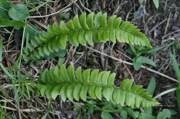 Polystichum lonchitis - kapradina hrálovitá | Dryopteridaceae - kapraďovité | Natura Bohemica