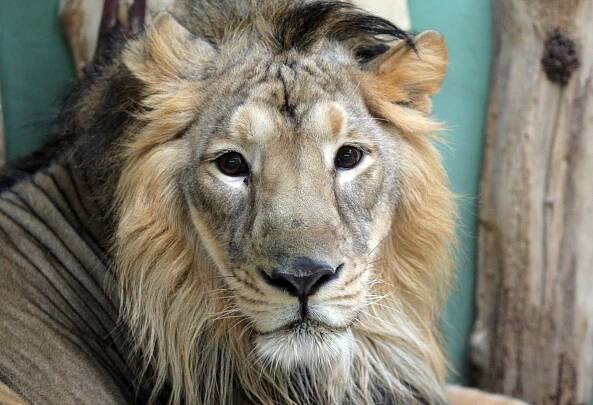 Návštěvník zoo na Hradecku strčil kvůli fotce ruce do klece. Lev ho napadl, muž skončil v nemocnici