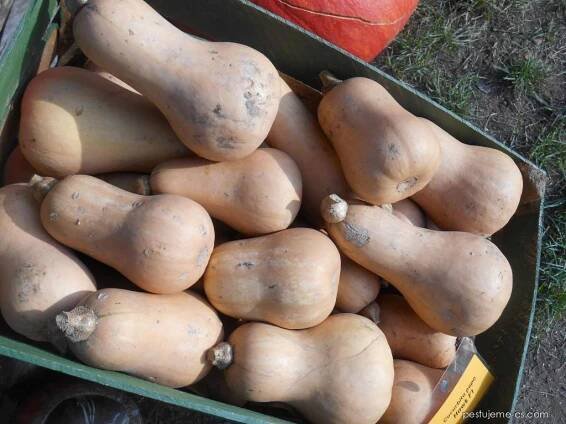 Tykev pižmová Hawk F1 (Cucurbita moschata), plody, plodenství