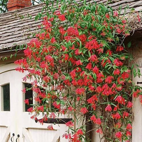 Lonicera sempervirens 'Major Wheeler'