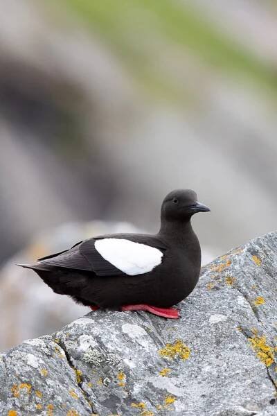 Remote And Wild Places On The Shetland Islands