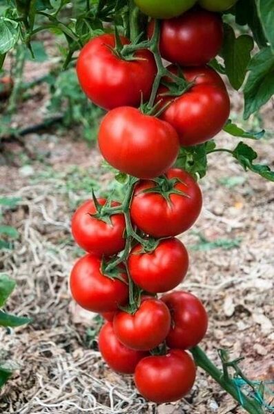 several tomatoes are growing on the vine