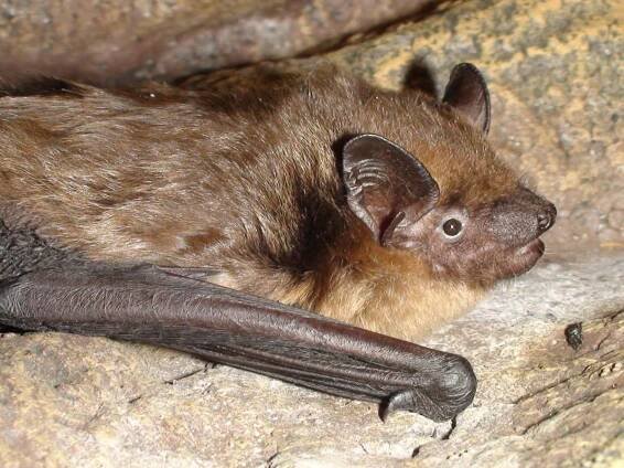 British mammals — Mammal Society