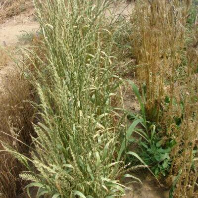 lipnicovité- POACEAE – PlantaNaturalis.com
