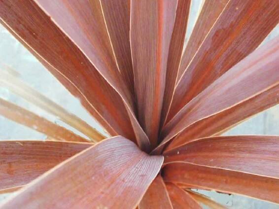Cordyline-australis-‘Red-Star’-