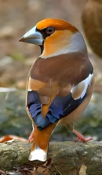 a colorful bird perched on top of a tree branch