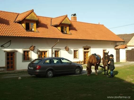 českomoravský belgik | ZOOfarma