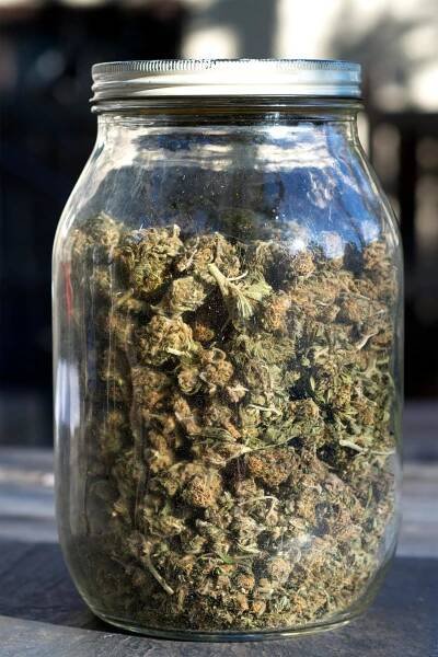 How I Grew a Shaq-Sized Marijuana Plant at Home - Racket