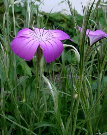 Agrostemma githago 1
