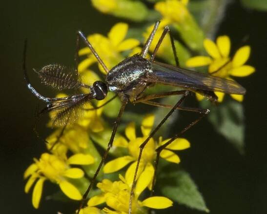 Lexington Alive - True Flies