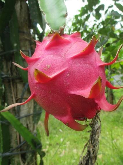 Images – Pitaya.Plus