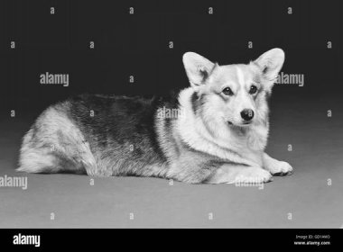 Pembroke welsh corgi puppy Black and White Stock Photos & Images - Alamy