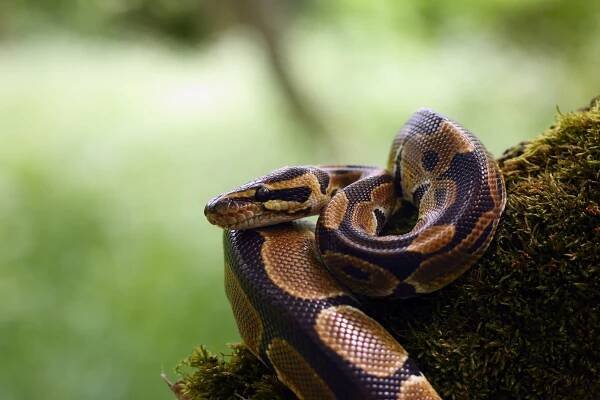 Royal Python Care Guide