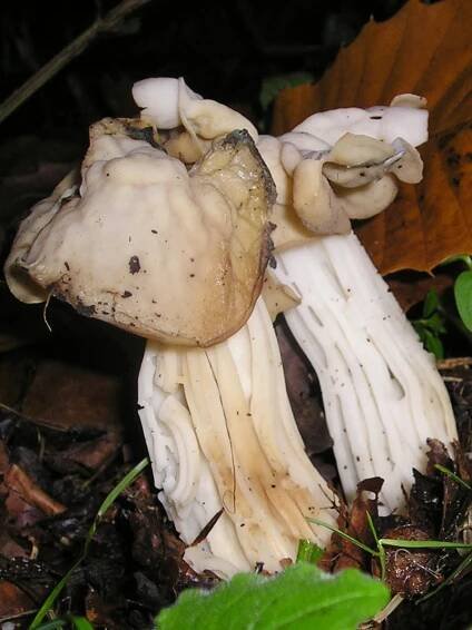 Pezizomycotina