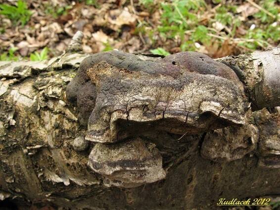 Ohňovec ovocný - Phellinus pomaceus - Kudluv fotoatlas hubKudluv fotoatlas hub