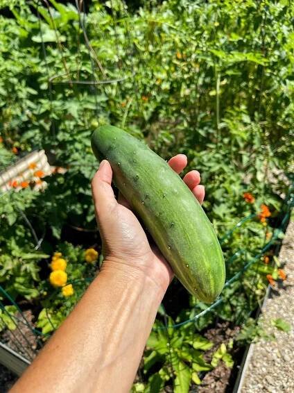holding a home grown cucumber from the vegatable garden