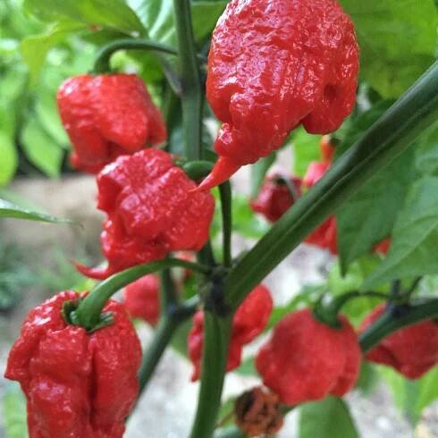 Kolik stojí semena Carolina Reaper?