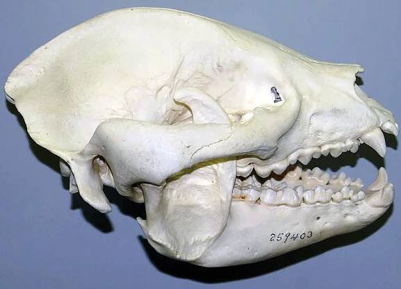 Soubor:Ailuropoda melanoleuca 5zz.jpg
